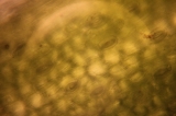 Grass stoma