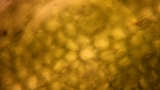 Grass stoma