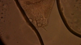 Rotifer