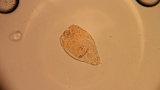 Rotifer