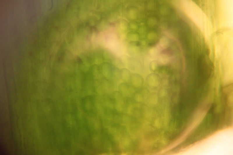 Herb cells