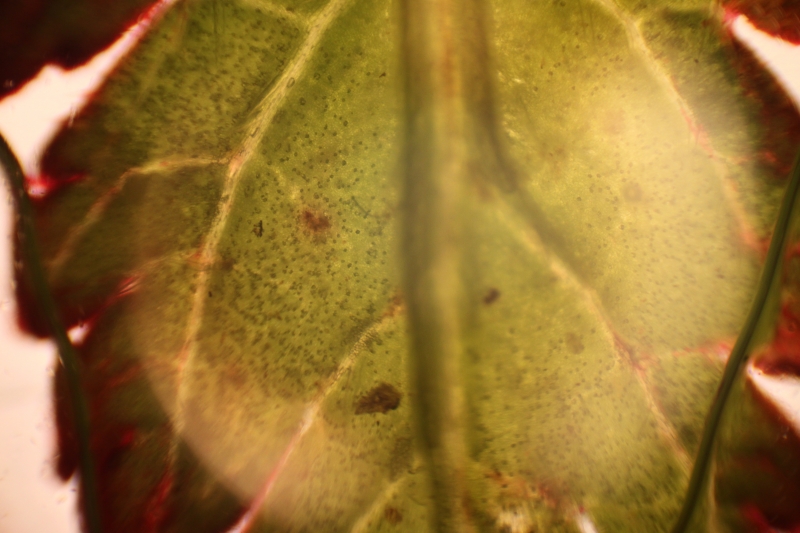 Red colored leaf 