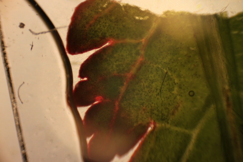 Red colored leaf 