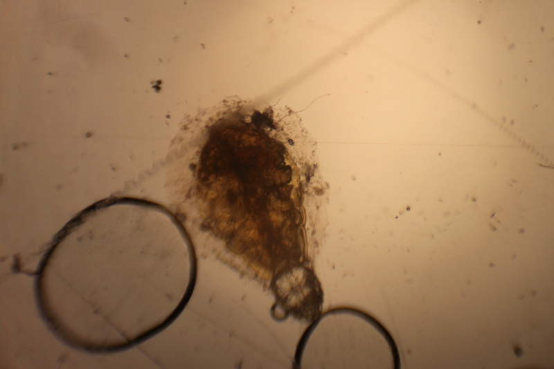 Coccoidea