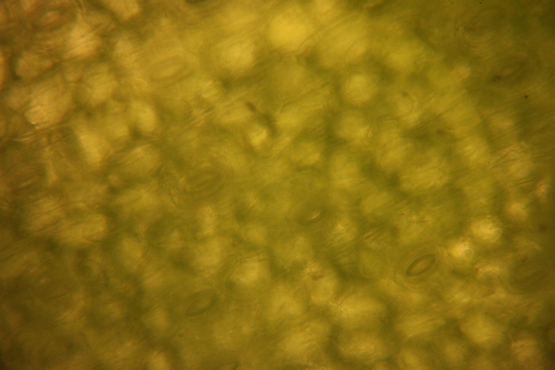 Grass stoma