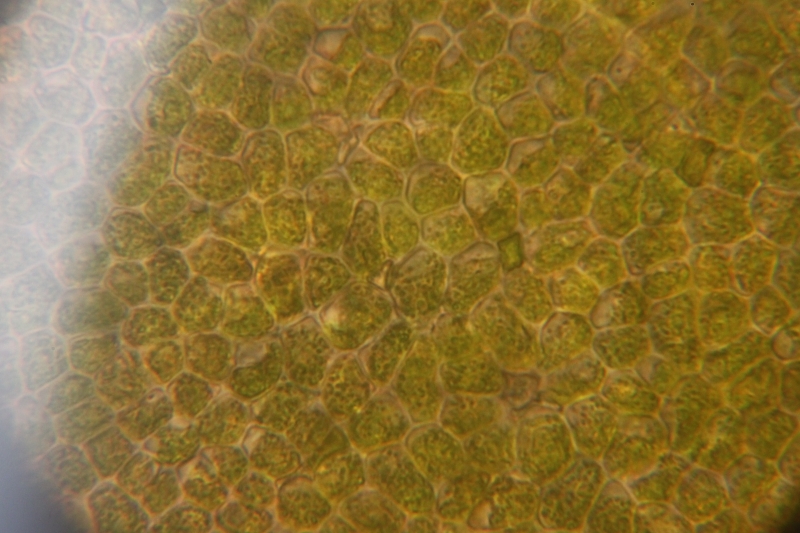 Green algae