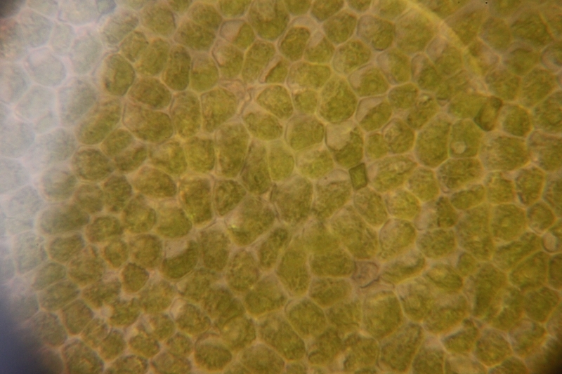 Green algae