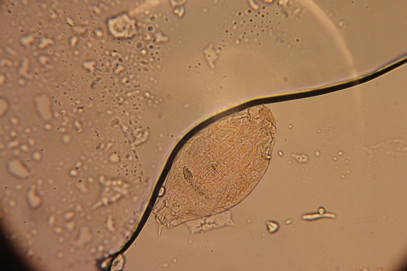 Rotifer