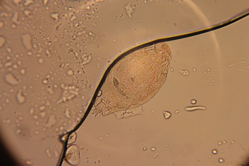 Rotifer