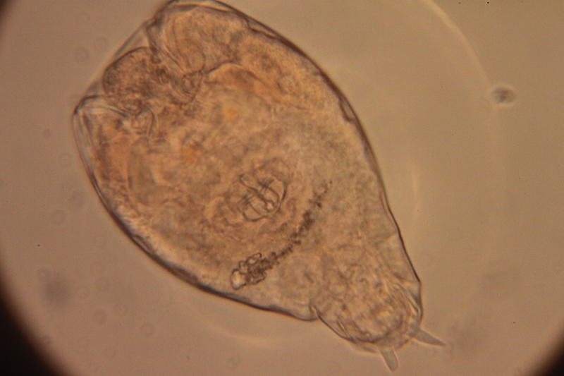 Rotifer