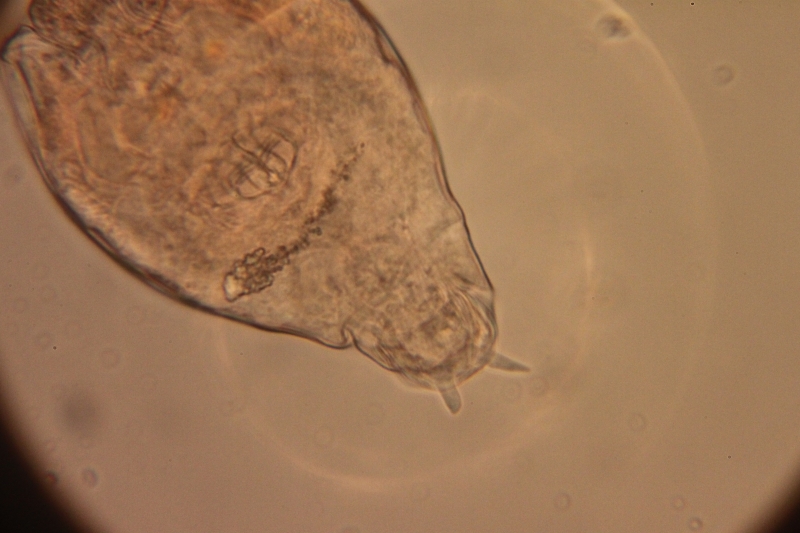 Rotifer