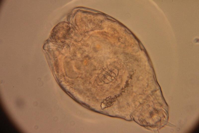 Rotifer