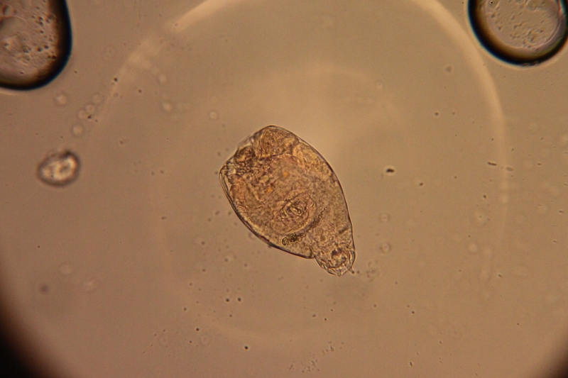 Rotifer