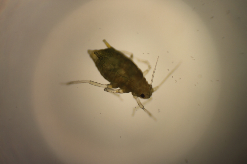 Aphid